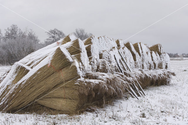 Riet (Phragmites australis)