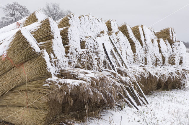 Common Reed (Phragmites australis)