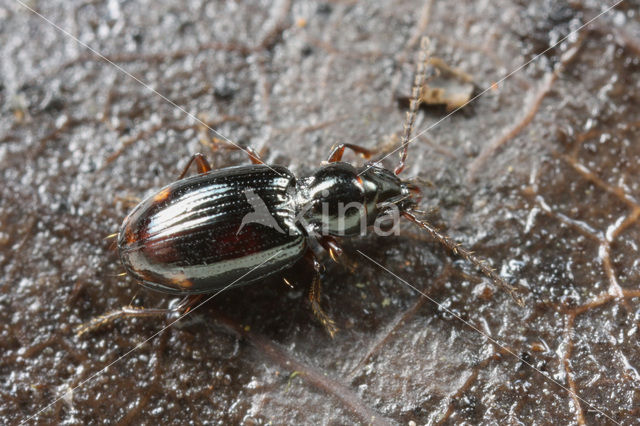 Bembidion doris