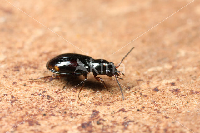 Rietpriempje (Bembidion doris)