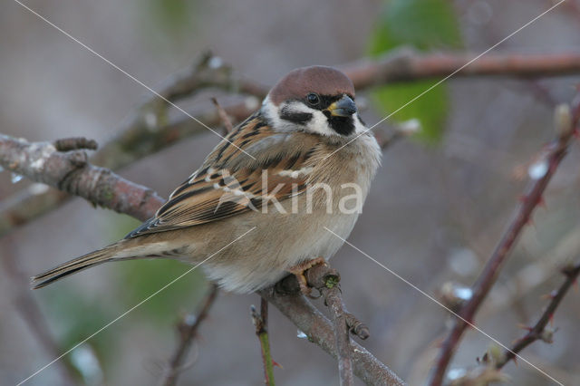 Eurasian Tree Sparrow (Passer montanus)