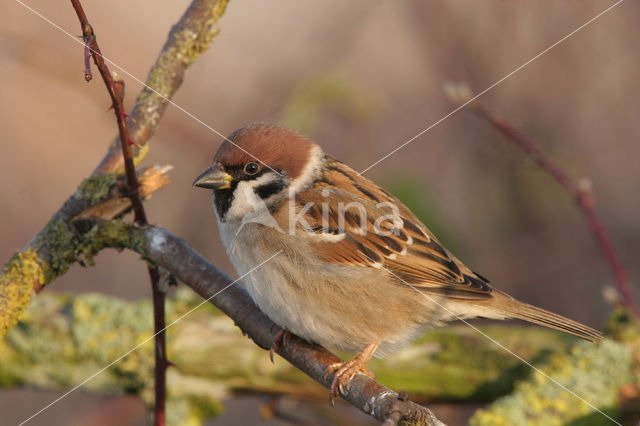 Ringmus (Passer montanus)