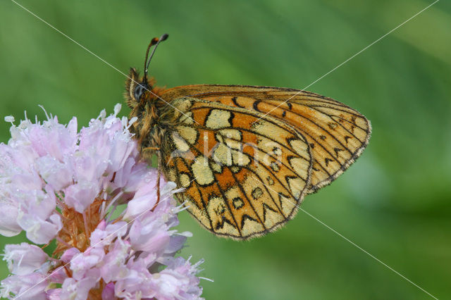 Ringoogparelmoervlinder (Boloria eunomia)