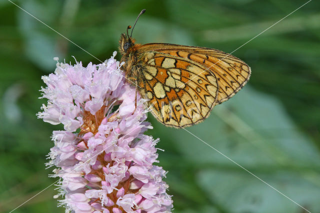 Bog Fritillary (Boloria eunomia)