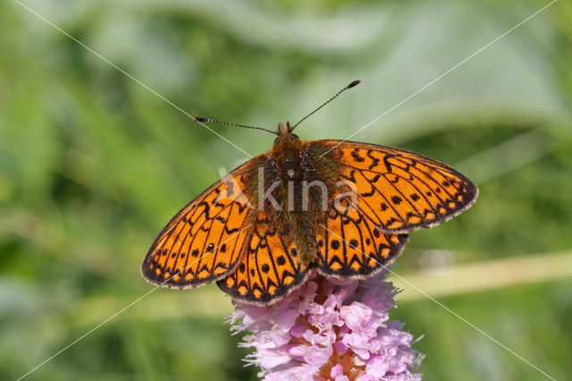 Ringoogparelmoervlinder (Boloria eunomia)
