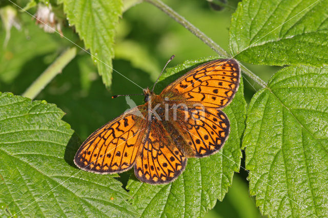 Bog Fritillary (Boloria eunomia)