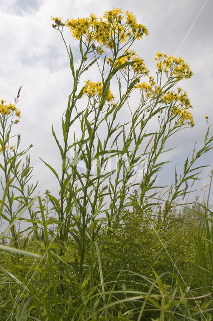 Rivierkruiskruid (Senecio fluviatilis)