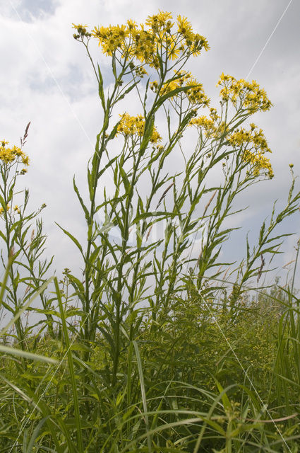 Broad-leaved Ragwort (Senecio fluviatilis)