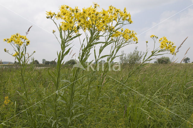 Broad-leaved Ragwort (Senecio fluviatilis)