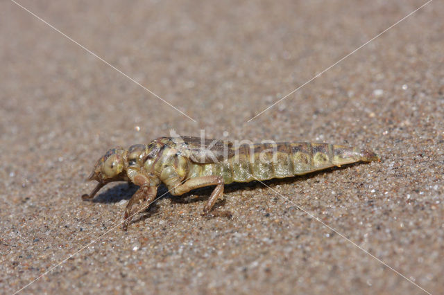 Yellow-legged Dragonfly (Gomphus flavipes)