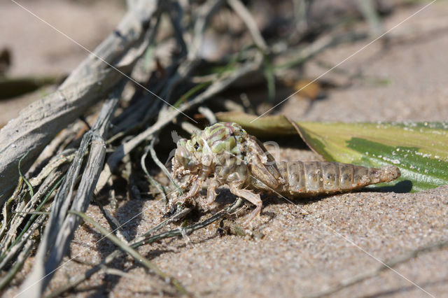 Yellow-legged Dragonfly (Gomphus flavipes)