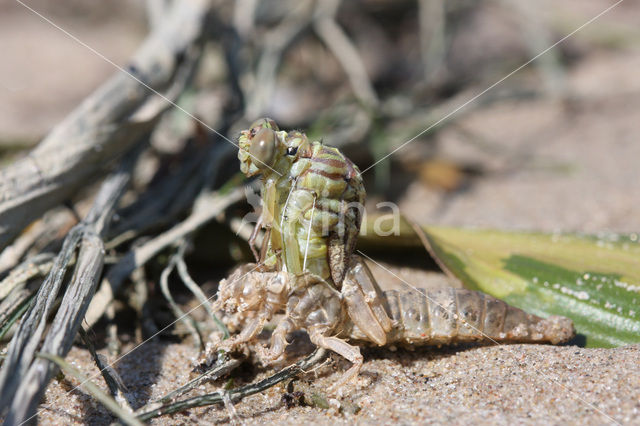 Yellow-legged Dragonfly (Gomphus flavipes)