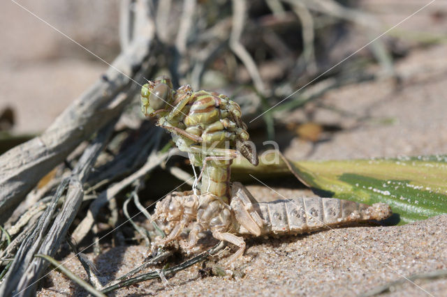 Yellow-legged Dragonfly (Gomphus flavipes)