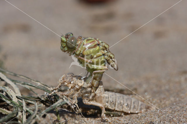 Yellow-legged Dragonfly (Gomphus flavipes)