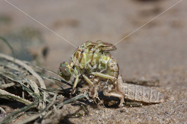 Yellow-legged Dragonfly (Gomphus flavipes)