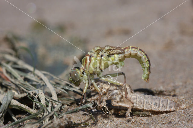 Yellow-legged Dragonfly (Gomphus flavipes)