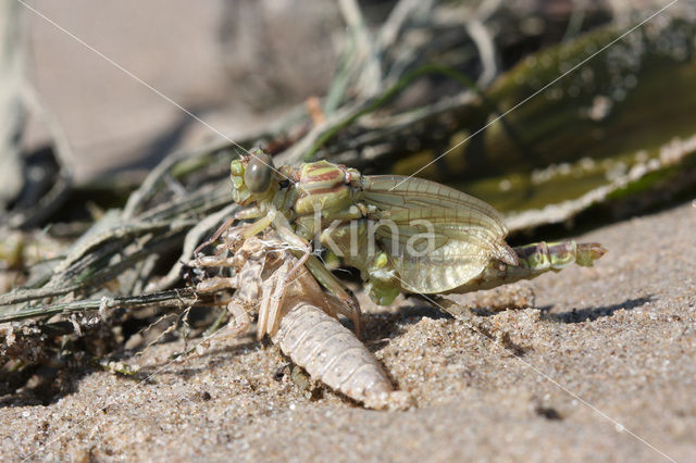 Yellow-legged Dragonfly (Gomphus flavipes)