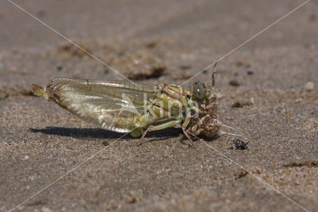 Yellow-legged Dragonfly (Gomphus flavipes)