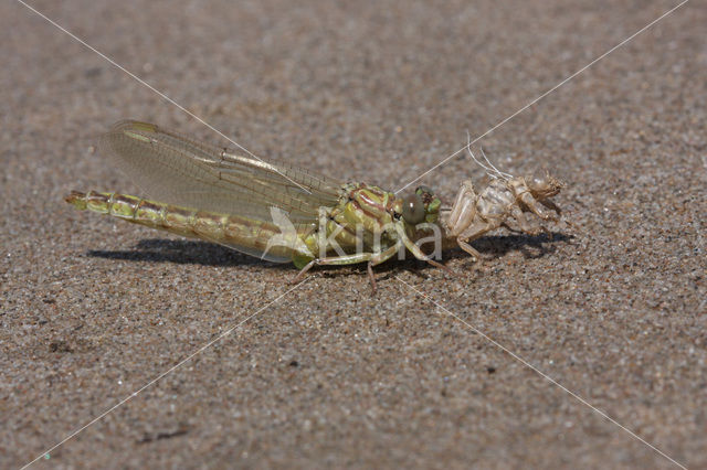 Yellow-legged Dragonfly (Gomphus flavipes)