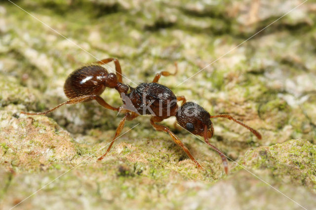 Common Red Ant