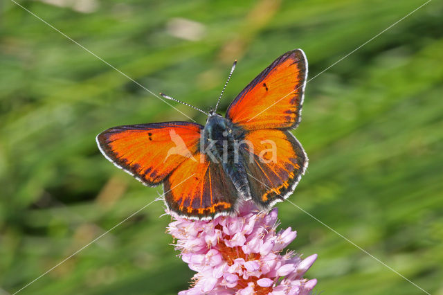 Rode vuurvlinder (Lycaena hippothoe)