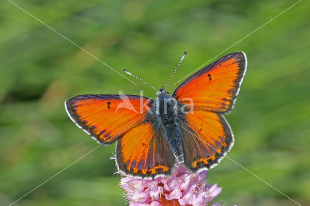 Rode vuurvlinder (Lycaena hippothoe)