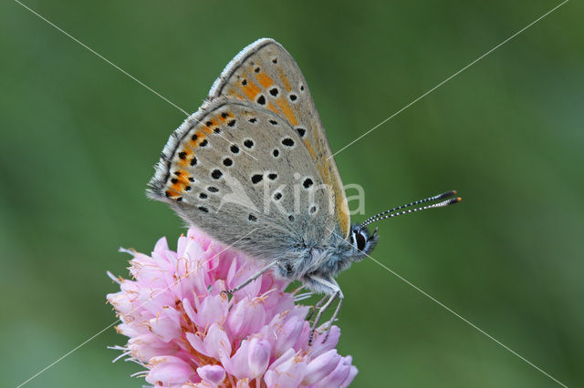 Rode vuurvlinder (Lycaena hippothoe)