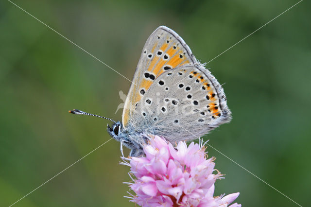 Purple-edged Copper (Lycaena hippothoe)