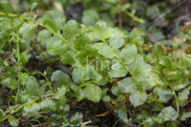 Many-fruited Thyme-moss (Plagiomnium affine)