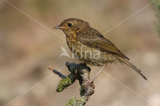 European Robin (Erithacus rubecula)