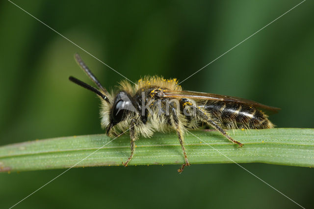 Roodbuikje (Andrena ventralis)