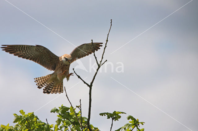 Roodpootvalk (Falco vespertinus)