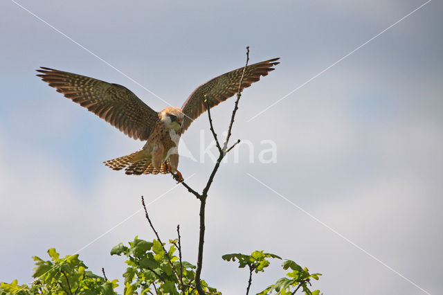 Roodpootvalk (Falco vespertinus)