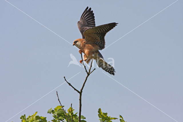 Roodpootvalk (Falco vespertinus)