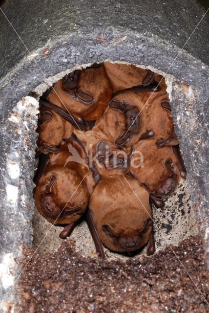 Rosse vleermuis (Nyctalus noctula)