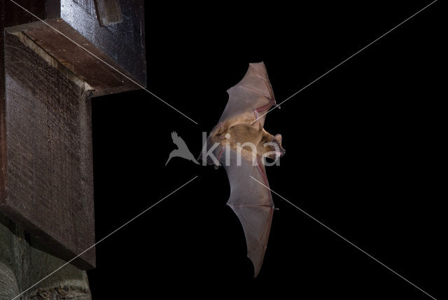 Noctule Bat (Nyctalus noctula)