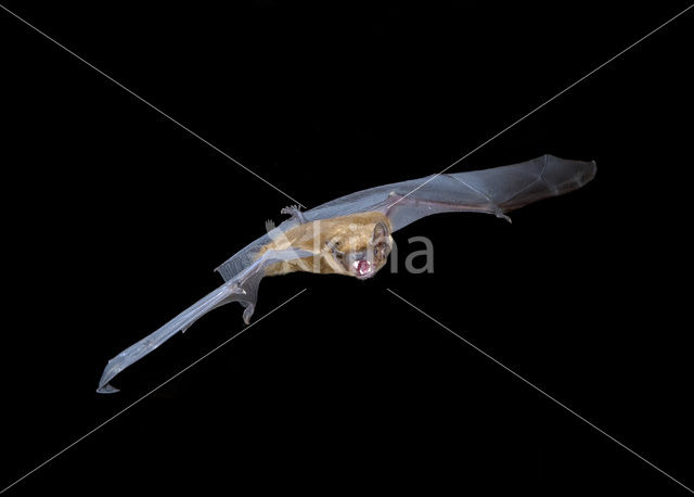 Rosse vleermuis (Nyctalus noctula)