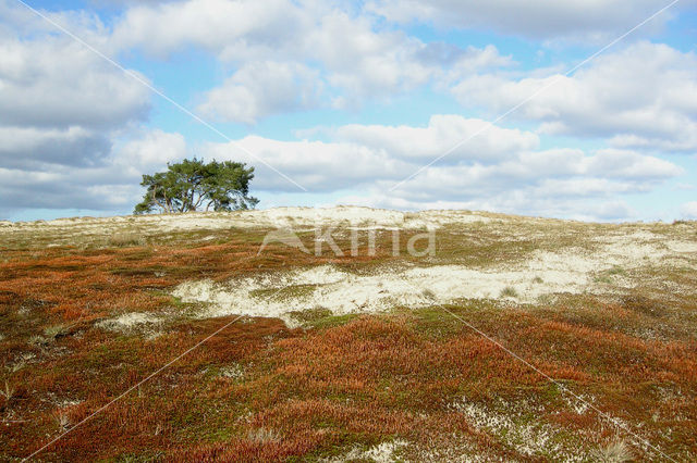 Ruig haarmos (Polytrichum piliferum)