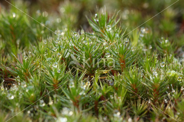 Ruig haarmos (Polytrichum piliferum)