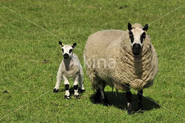 Schaap (Ovis domesticus)