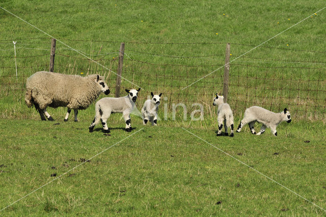 Schaap (Ovis domesticus)