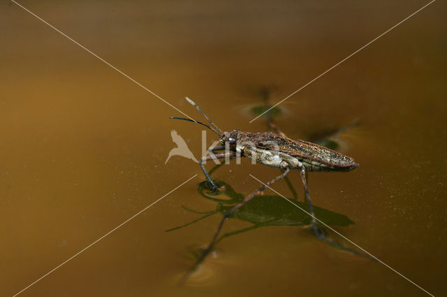 Common pond skater (Gerris lacustris)