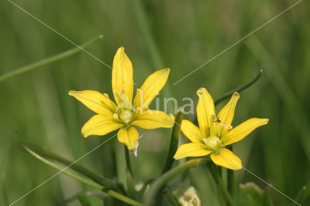 Schedegeelster (Gagea spathacea)