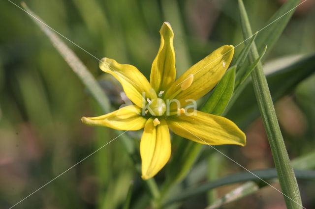 Schedegeelster (Gagea spathacea)