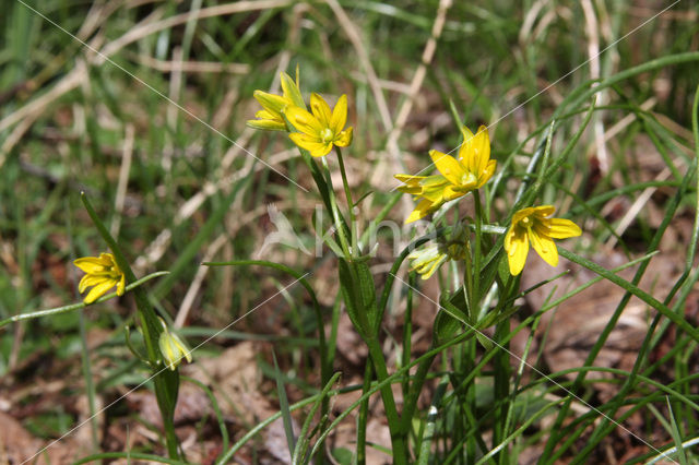 Schedegeelster (Gagea spathacea)