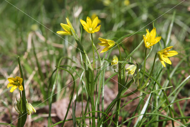 Schedegeelster (Gagea spathacea)