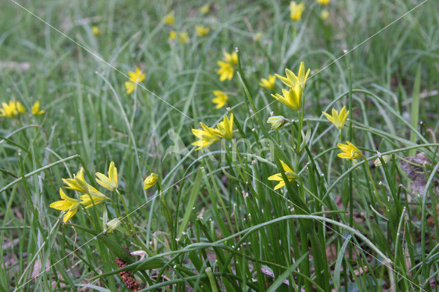 Schedegeelster (Gagea spathacea)