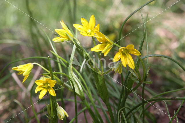 Schedegeelster (Gagea spathacea)