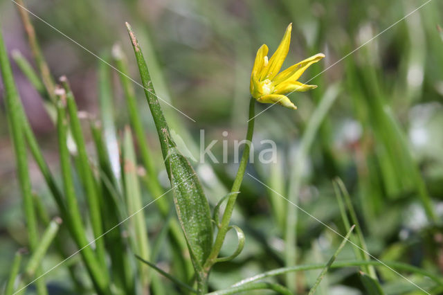 Schedegeelster (Gagea spathacea)