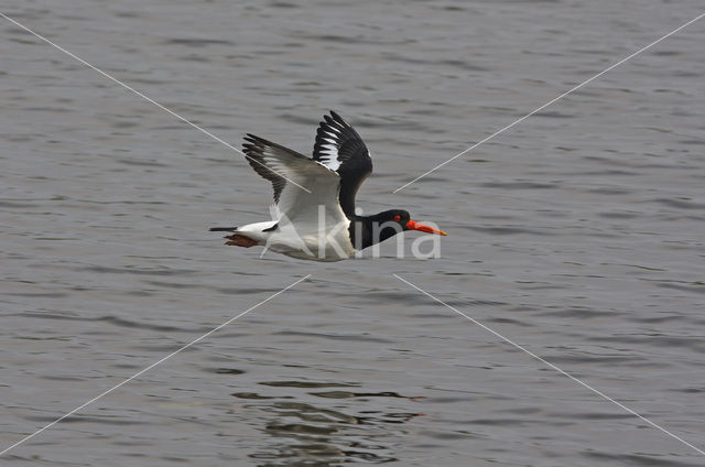 Oystercatcher (Haematopus ostralegus)